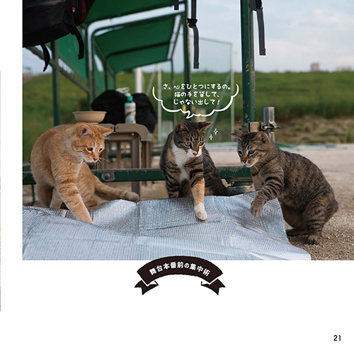 本番前猫ちゃん