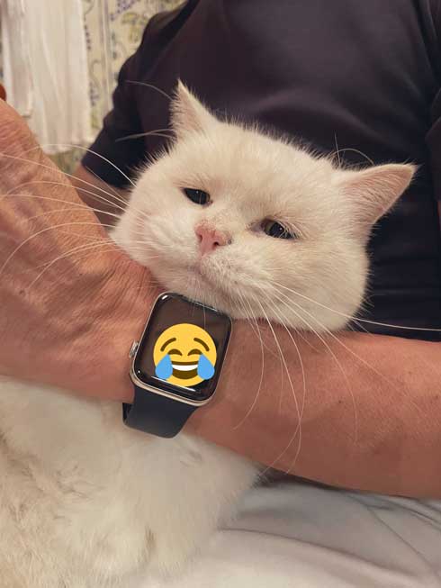 猫表情