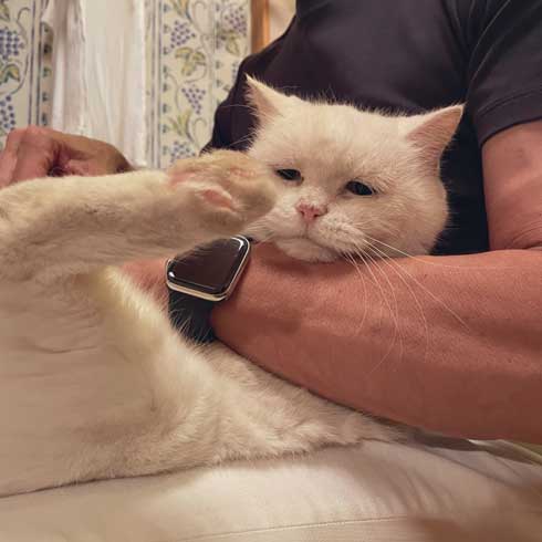 爪切り しおれた顔 かわいい 猫 表情 顔