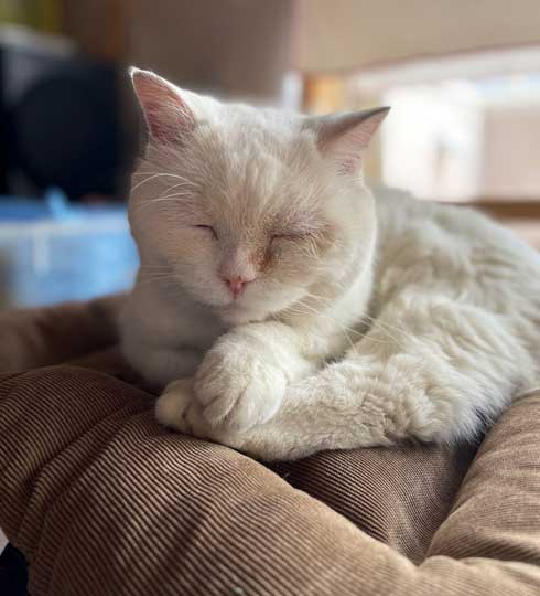 爪切り しおれた顔 かわいい 猫 表情 顔