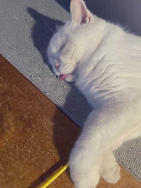 爪切り しおれた顔 かわいい 猫 表情 顔