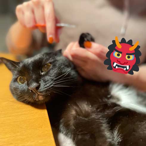 爪切り しおれた顔 かわいい 猫 表情 顔