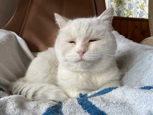 爪切り しおれた顔 かわいい 猫 表情 顔