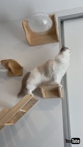 「Smart Cat Rushes Through Puzzle to Reach Prize - 1240946」