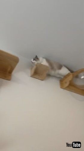 「Smart Cat Rushes Through Puzzle to Reach Prize - 1240946」