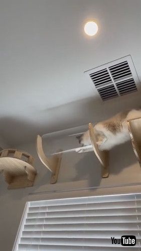 「Smart Cat Rushes Through Puzzle to Reach Prize - 1240946」