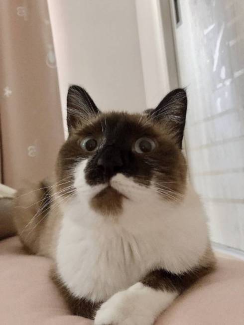 鬼教官 ネコ たぬきちゃん トレーニング