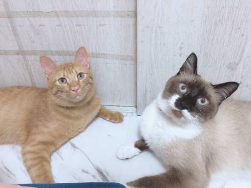 鬼教官 ネコ たぬきちゃん トレーニング