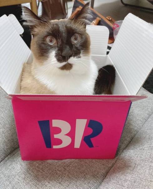 鬼教官 ネコ たぬきちゃん トレーニング