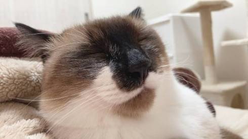 鬼教官 ネコ たぬきちゃん トレーニング