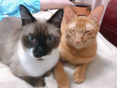 鬼教官 ネコ たぬきちゃん トレーニング