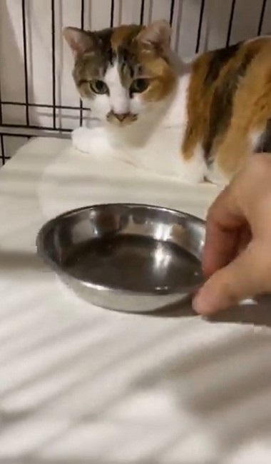 カリカリを残す猫ちゃん