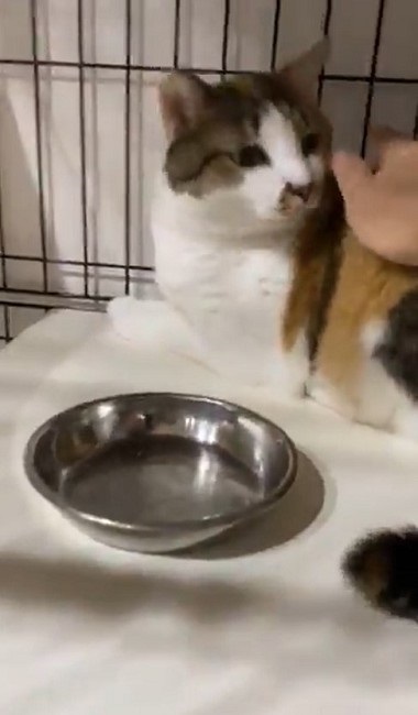 カリカリを残す猫ちゃん