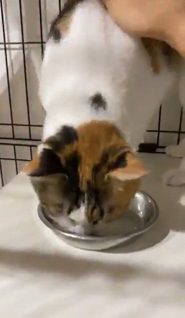 カリカリを残す猫ちゃん