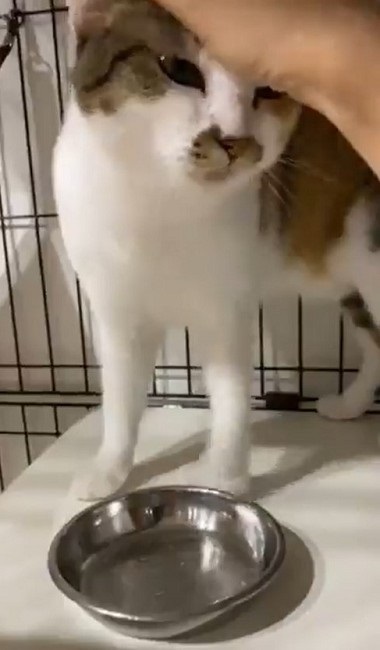 カリカリを残す猫ちゃん
