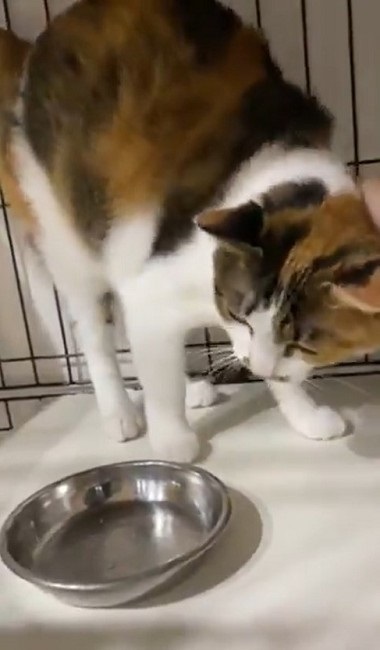 カリカリを残す猫ちゃん