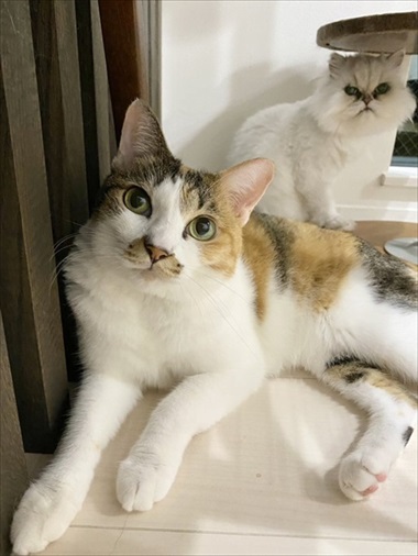 カリカリを残す猫ちゃん