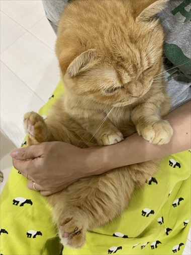 カリカリを残す猫ちゃん