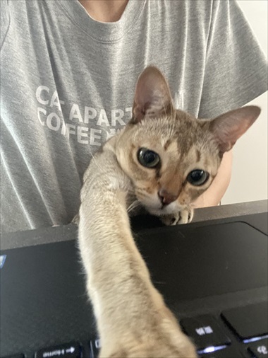 カリカリを残す猫ちゃん