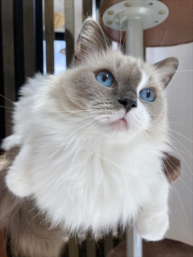 カリカリを残す猫ちゃん