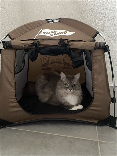 カリカリを残す猫ちゃん