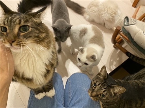 カリカリを残す猫ちゃん