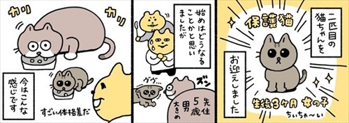 新しい家族を迎えた話