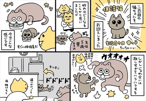 新しい家族を迎えた話