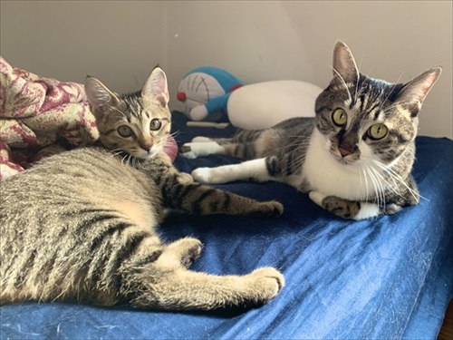 新しい家族を迎えた話