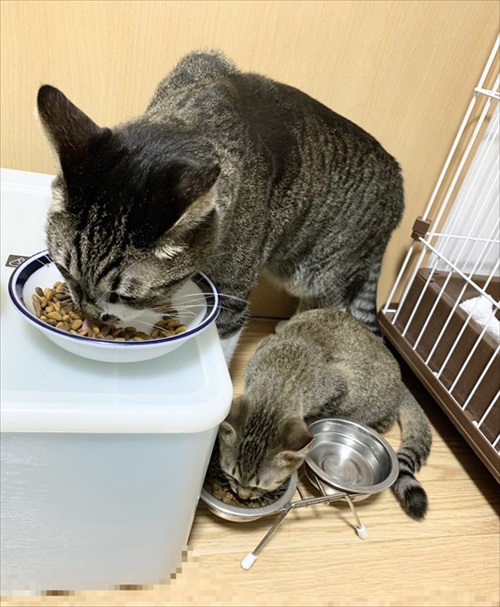 新しい家族を迎えた話