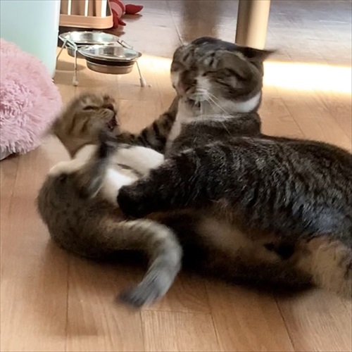 新しい家族を迎えた話