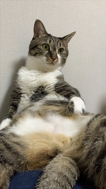 新しい家族を迎えた話