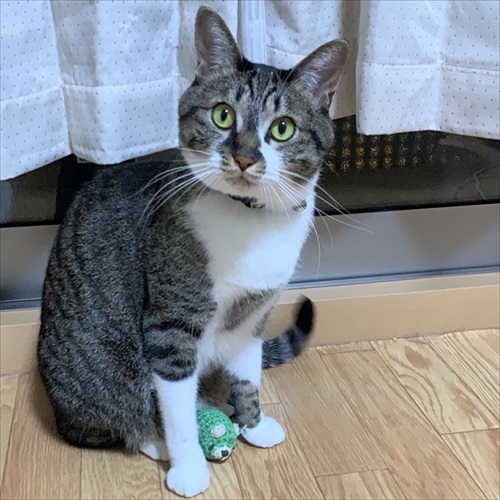 新しい家族を迎えた話