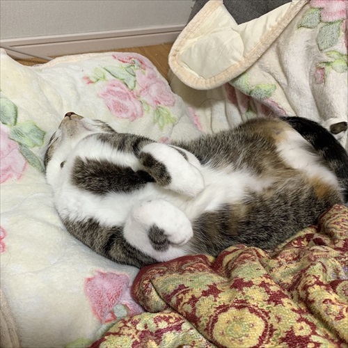 新しい家族を迎えた話