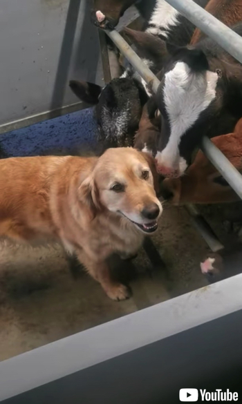 子牛からモテモテのワンコ