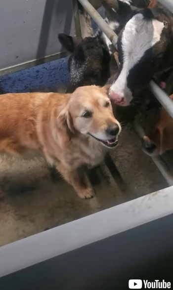 子牛からモテモテのワンコ