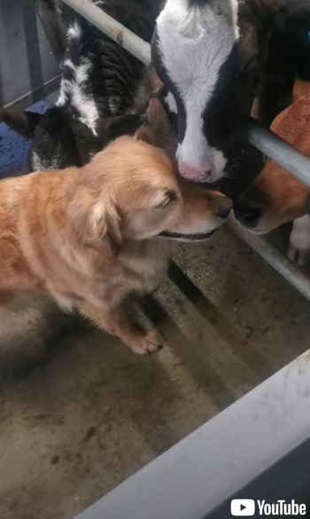 子牛からモテモテのワンコ