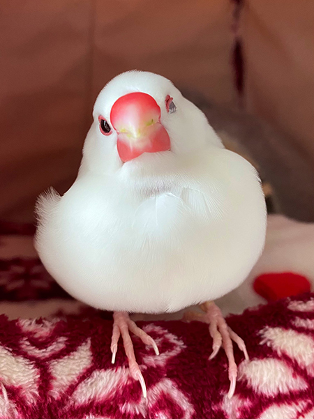 ウインクゆきおくん