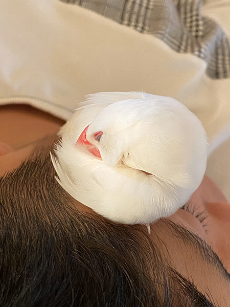 息子さんの顔の上で寝るゆきおくん