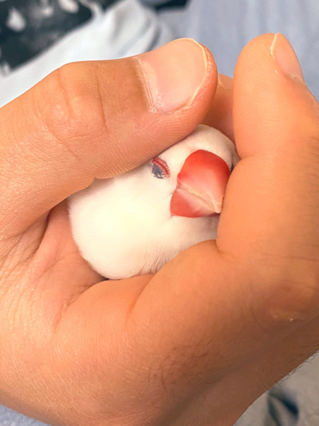 手の中で眠るゆきおくん