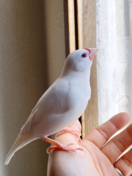 見上げるゆきおくん