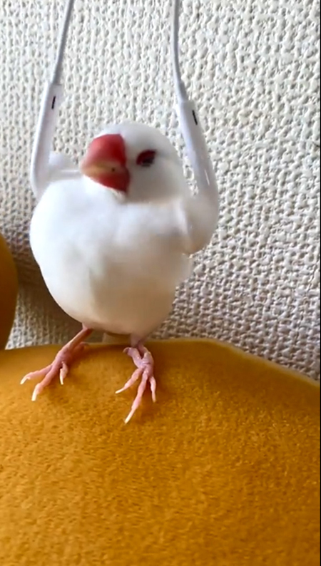 イヤフォン上目