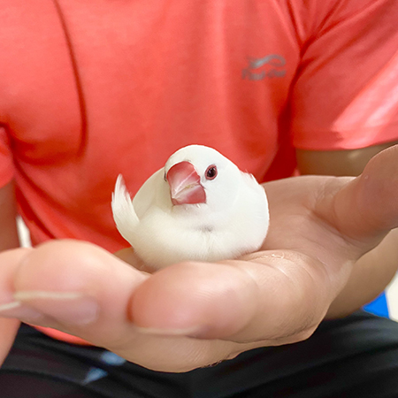 手のひらゆきおくん