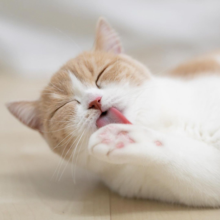 グルーミングコニちゃん