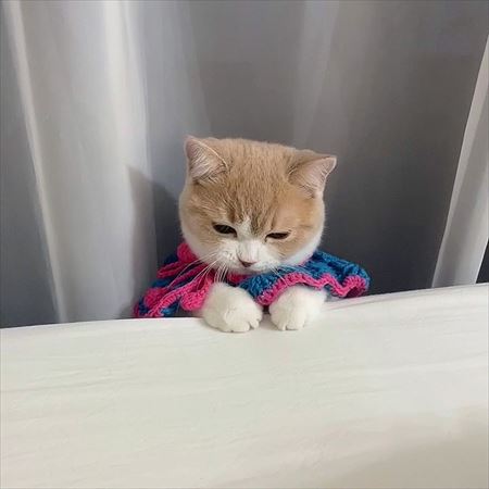 こちらを見つめるコニちゃん