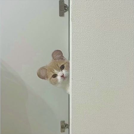 こちらを見つめるコニちゃん