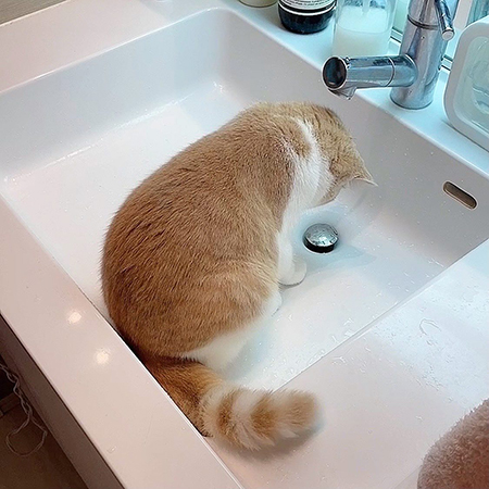 排水を見つめるコニちゃん