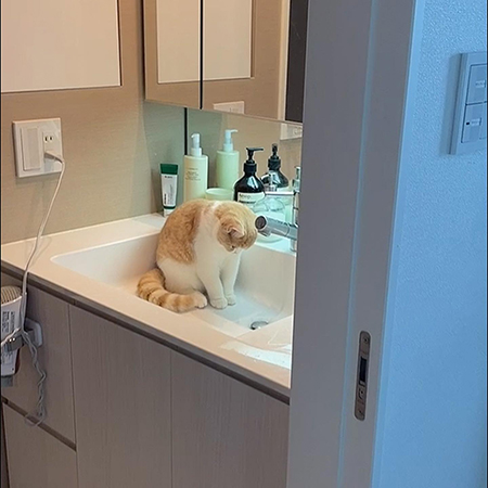 排水を見つめるコニちゃん引き