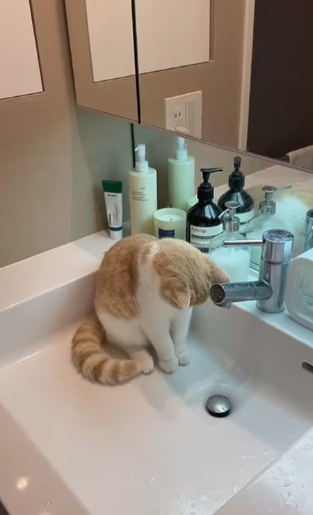 動画切り抜き・排水を見つめるコニちゃん横から