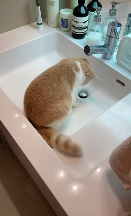 動画切り抜き・排水を見つめるコニちゃん斜め後ろから